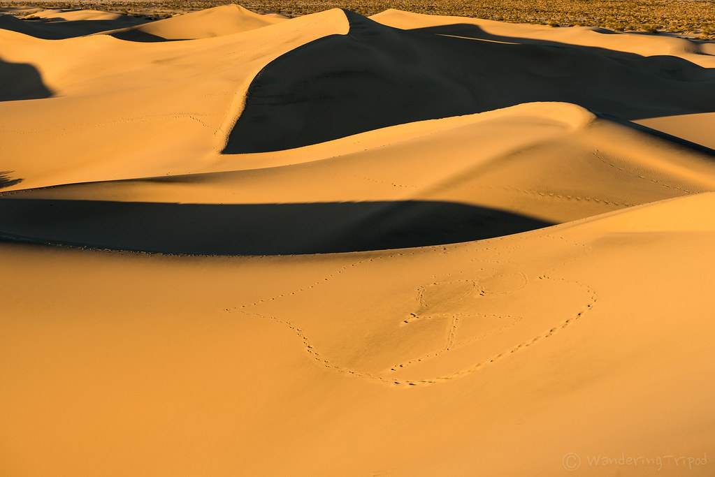Footprints in golden sand dunes